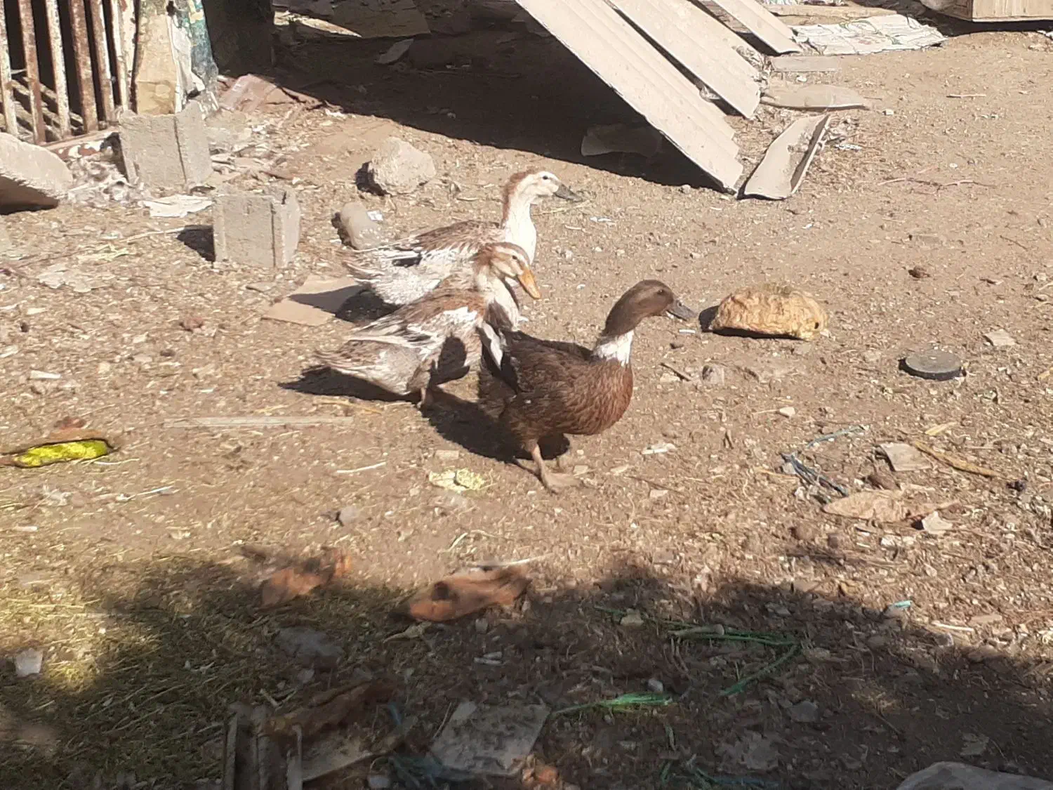 اردک محلی|حیوانات مزرعه|بومهن, |دیوار