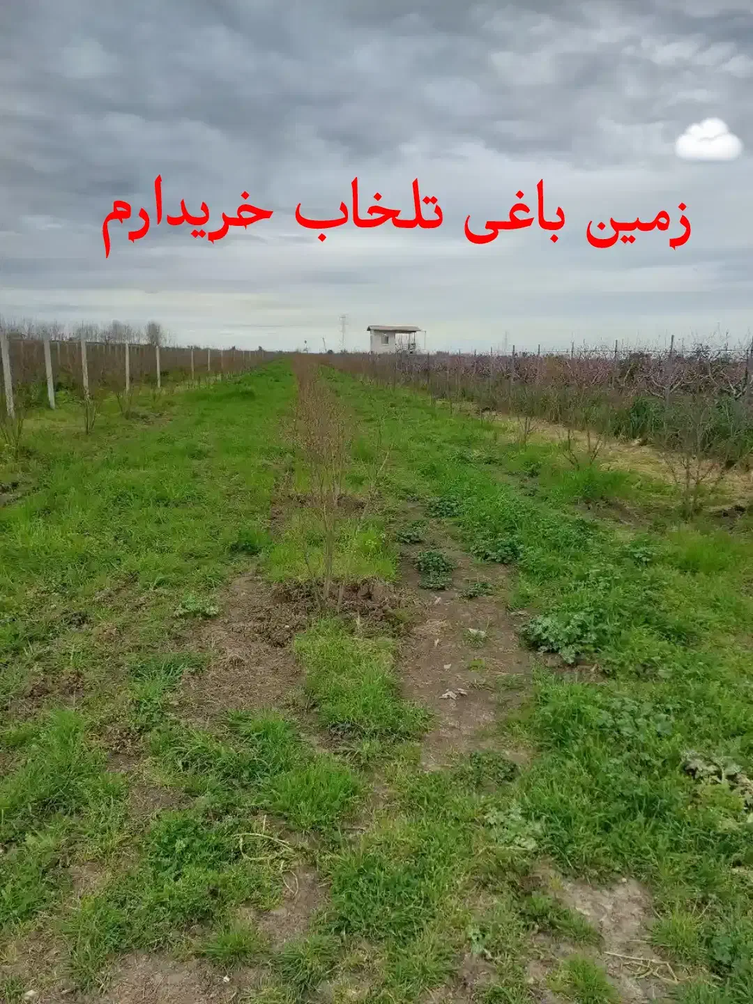 زمین باغی تلخاب شیرین|فروش دفتر صنعتی، کشاورزی، تجاری|دوگنبدان, |دیوار