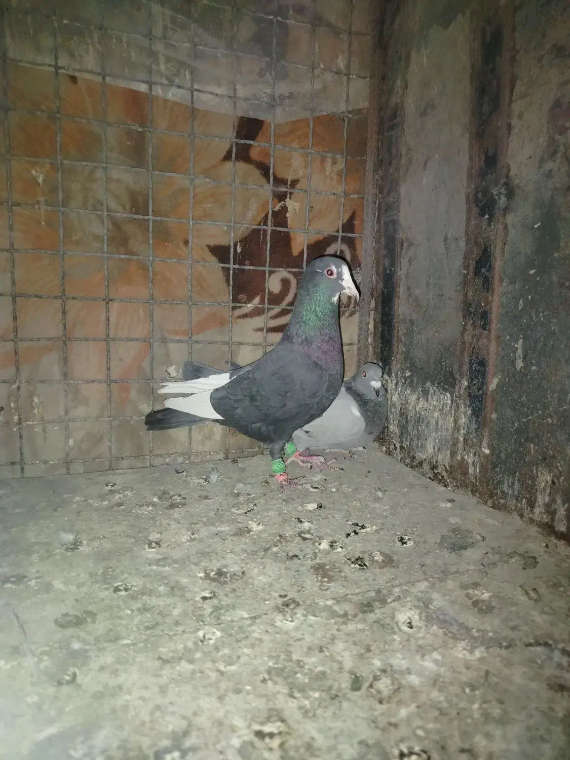 پلنگ سیاه تاختی.|پرنده|بهشهر, |دیوار