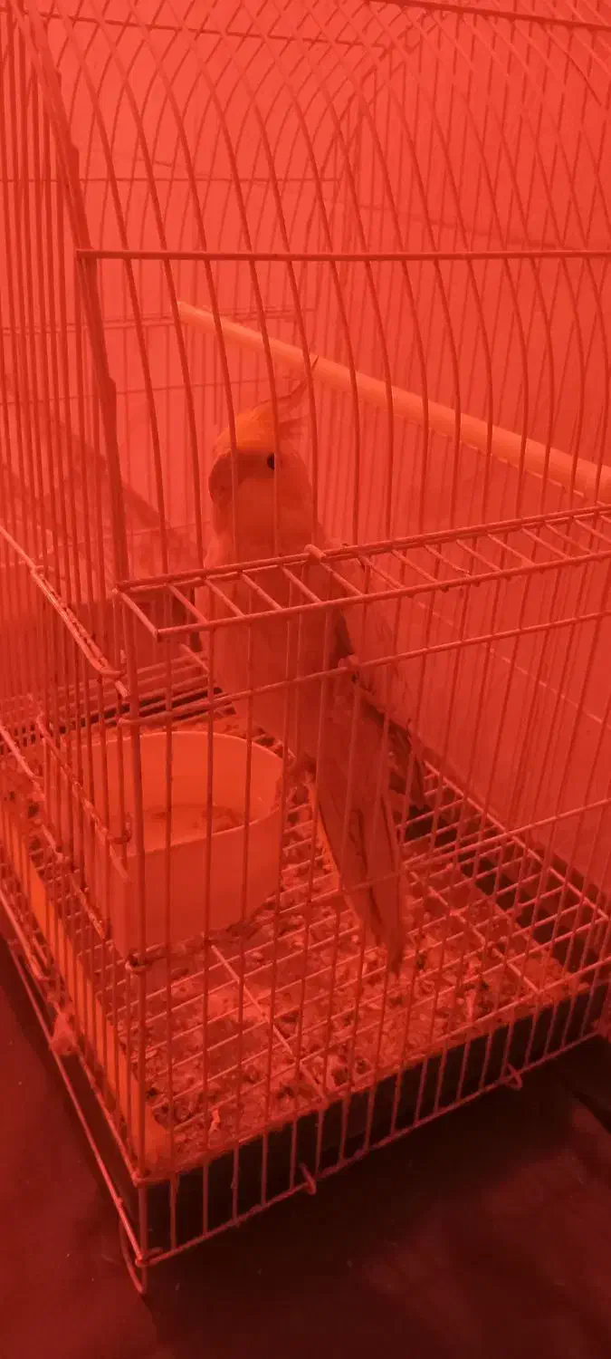 عروس هلندی  ماده|پرنده|کیاشهر, |دیوار