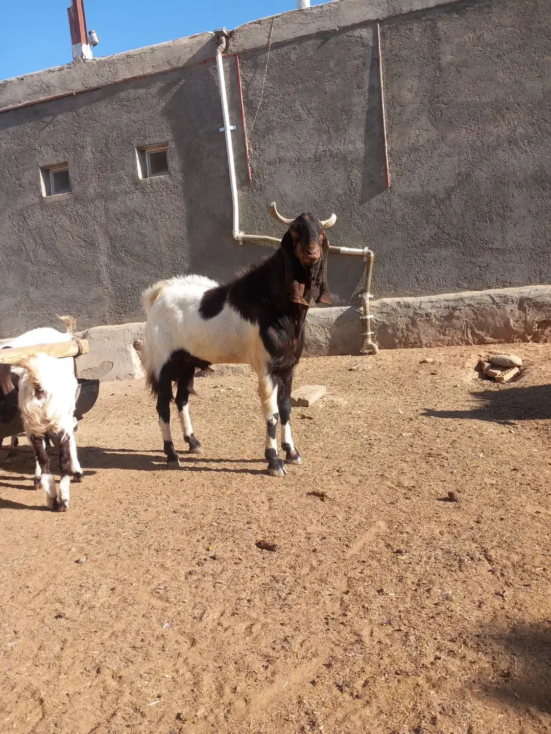 بز وبزغاله|حیوانات مزرعه|عطاملک, |دیوار