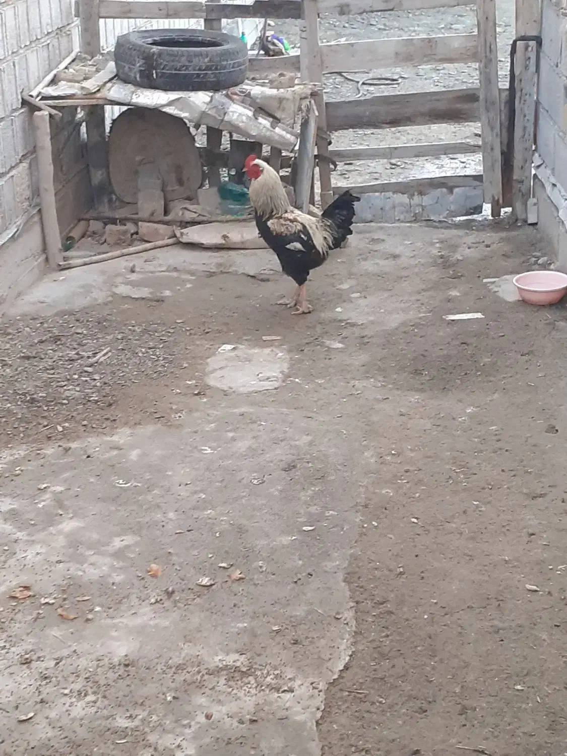 فروش 3عدد خروس چهل تاچ محلی|حیوانات مزرعه|گمیشان, |دیوار