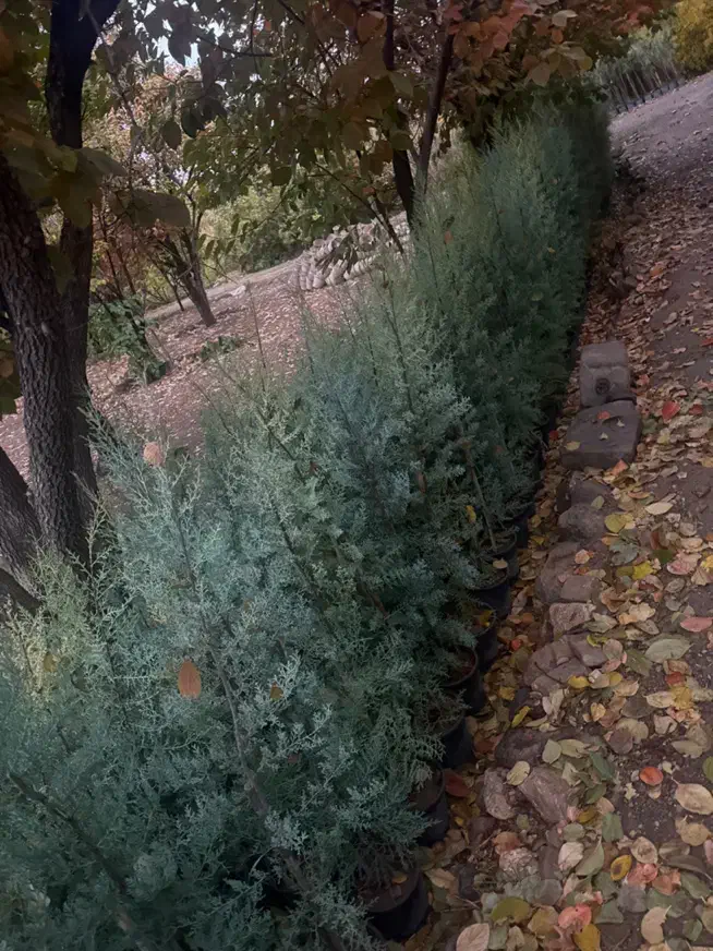 کاج نهال درخت سرو نقره ای|گل و گیاه طبیعی|محلات, |دیوار