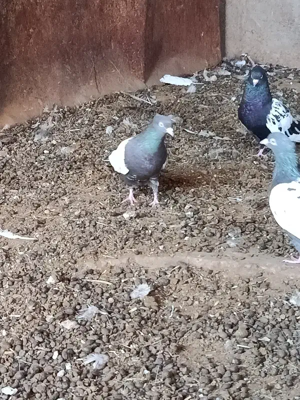 کبوتر سینه سیاه|پرنده|گتوند, |دیوار