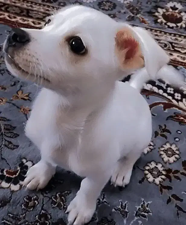 واگذاری سگ|سگ|بروجرد, |دیوار