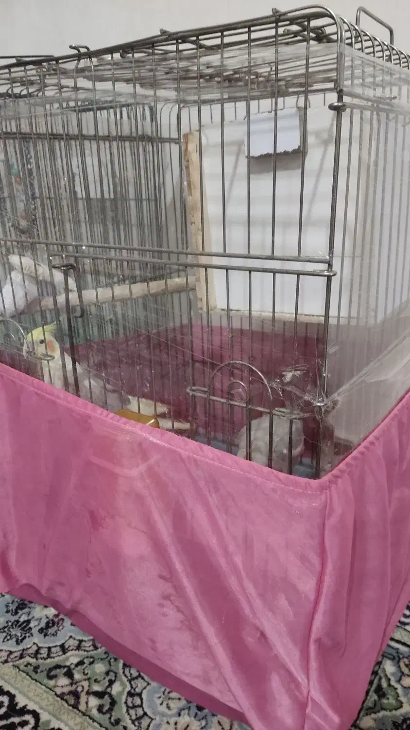 عروس هلندی مولد جفت|پرنده|باقرشهر, |دیوار