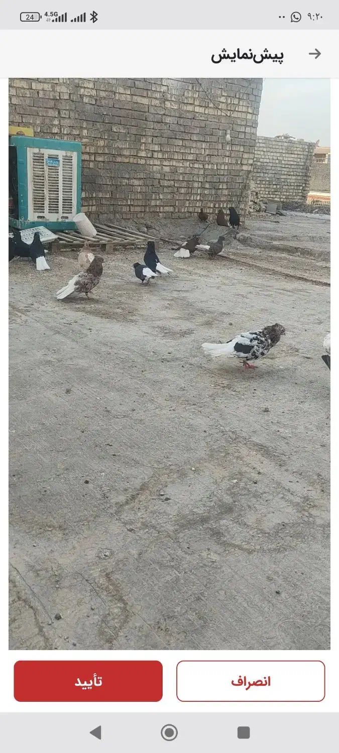 کته رنگی|پرنده|اهواز, منازل کارون|دیوار