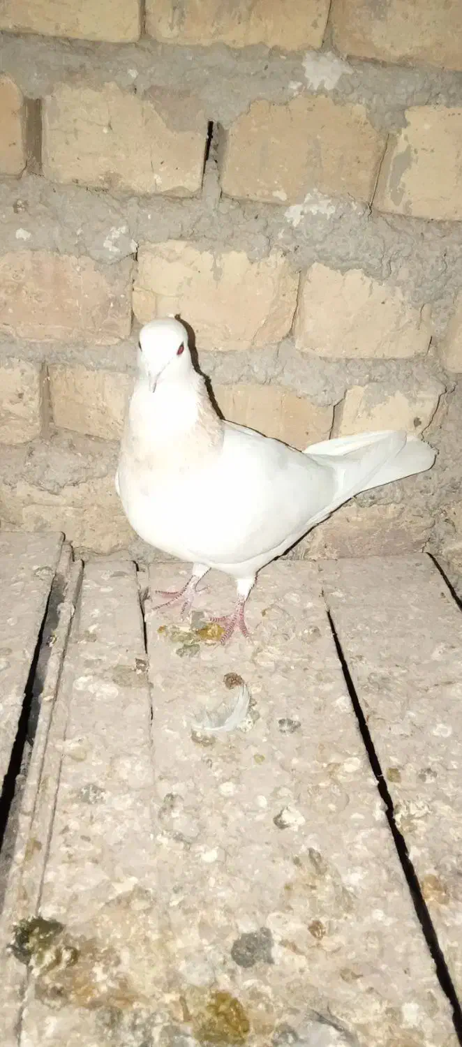 طوقی|حیوانات|کبودرآهنگ, |دیوار