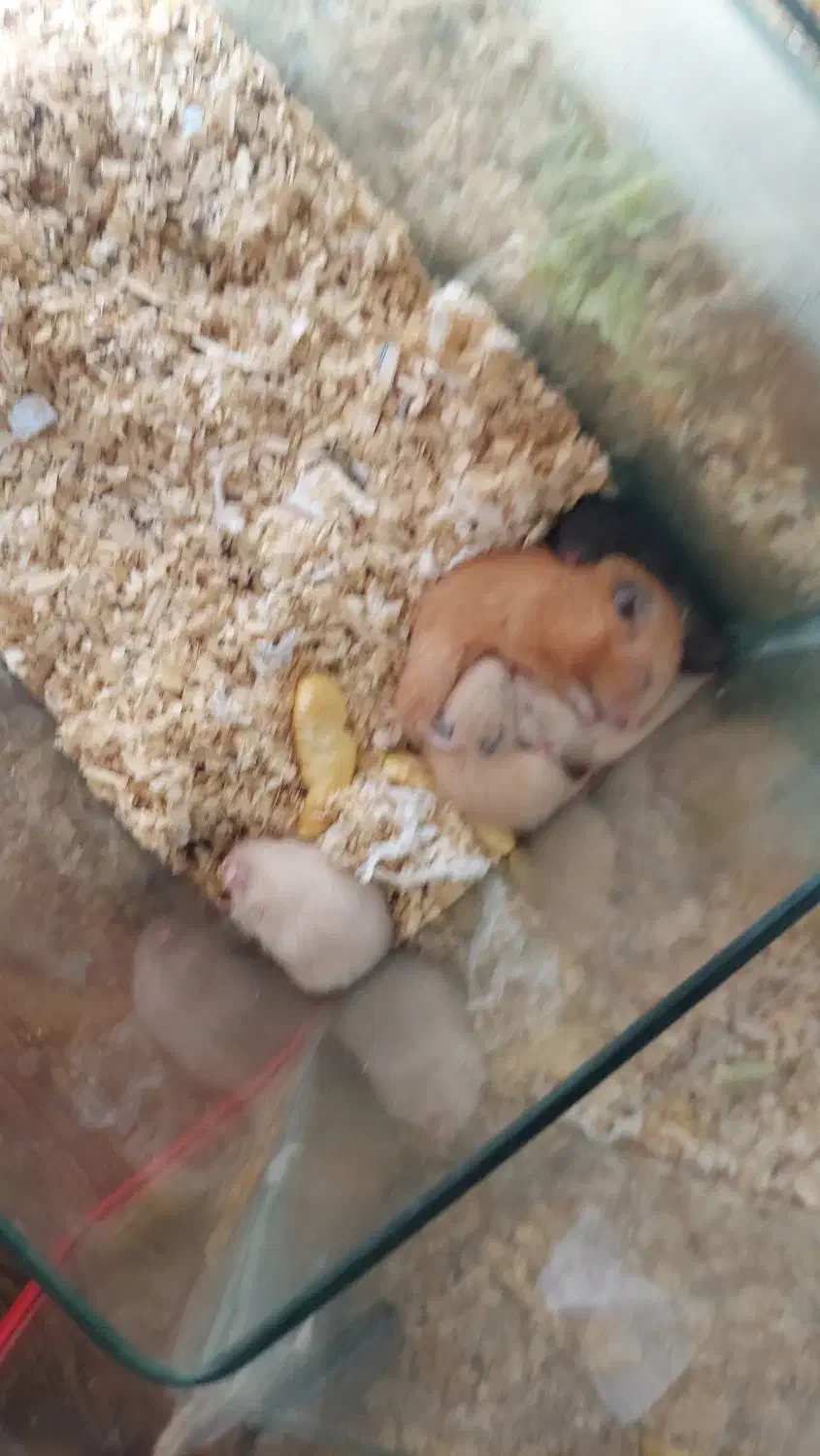 همستر|موش و خرگوش|مشهد, بهاران|دیوار