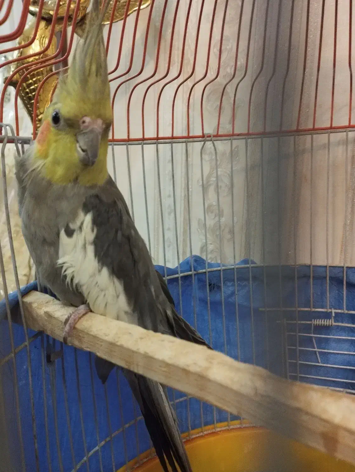 عروس هلندی نر بالغ|پرنده|فردیس, سرحد آباد|دیوار