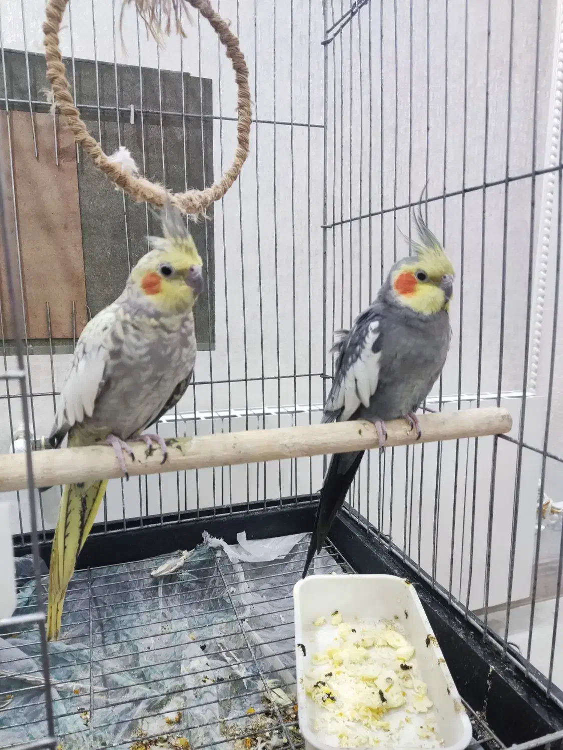 عروس هلندی جفت خورده سالم و سرحال|پرنده|پاکدشت, پارچین|دیوار