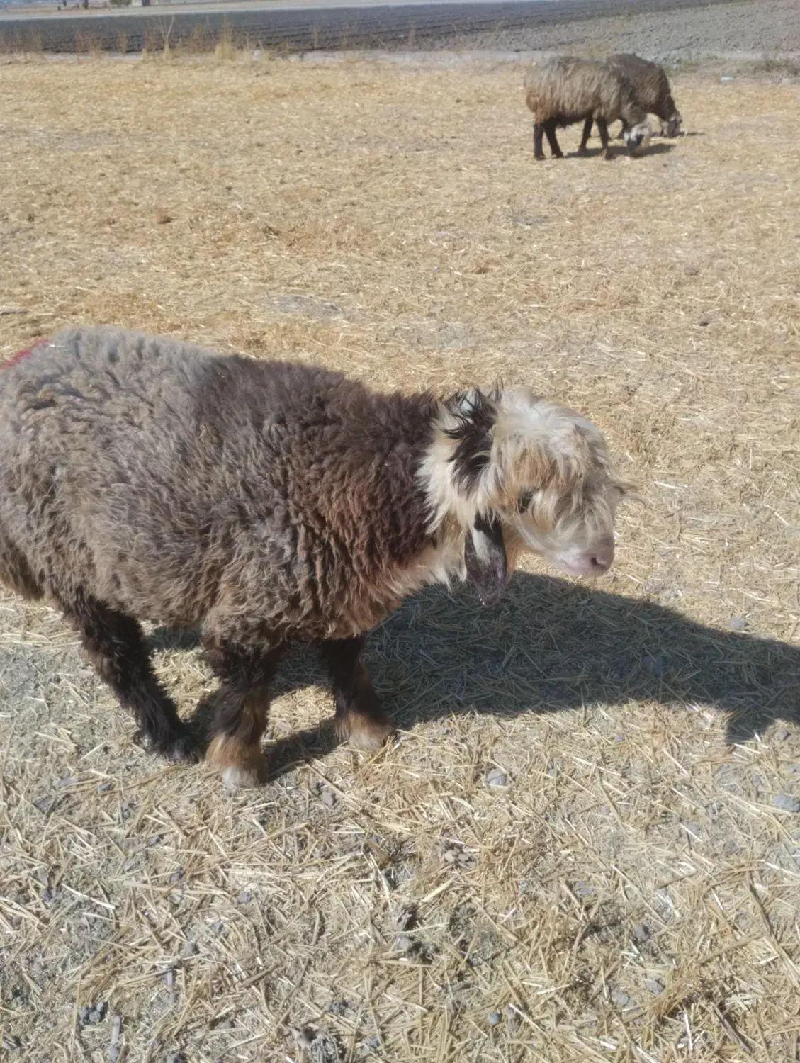 بره قوچ بختیاری آینده دار|حیوانات مزرعه|شیراز, بید زرد|دیوار