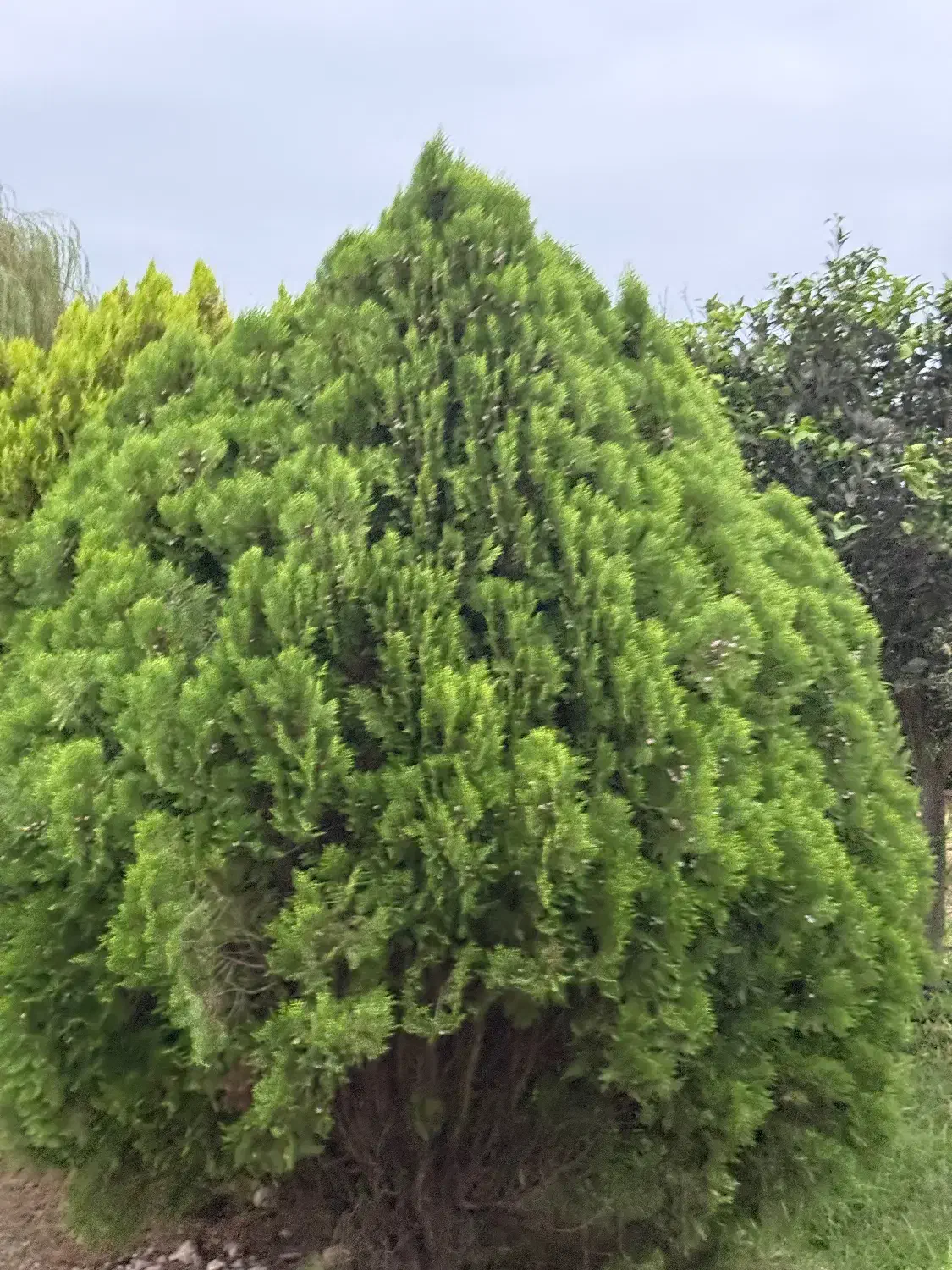 فروش سرو خمرهای ، درختچههای زینتی|گل و گیاه طبیعی|سرخرود, |دیوار