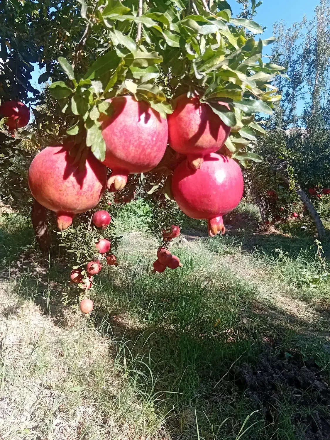 انار|خوردنی و آشامیدنی|کوهنانی, |دیوار