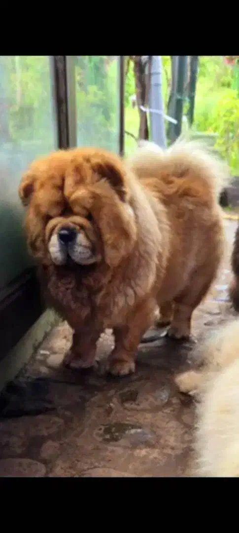 پرورش تخصصی چاوچاو چاو چاو چائوچائو|سگ|تهران, تجریش|دیوار