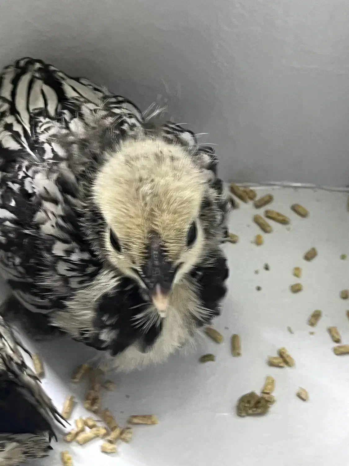 جوجه سبرایت|حیوانات مزرعه|ورامین, شهرک فجر|دیوار