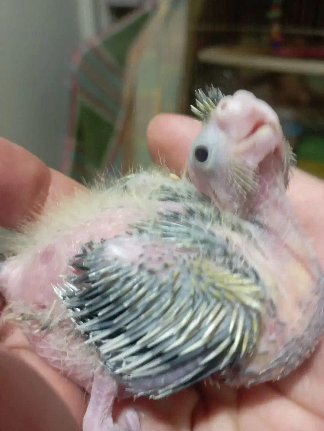 جوجه عروس هلندی|پرنده|تهران, حشمتیه|دیوار