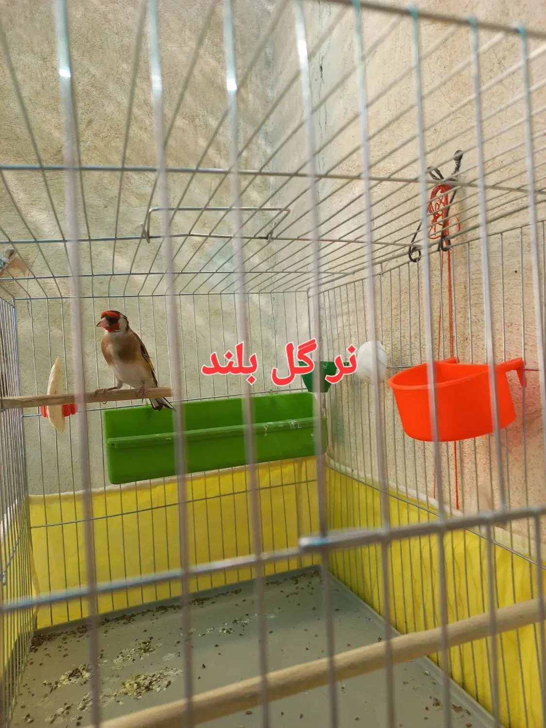 یک جفت سهره سالم وسرحال،روبه مستی|پرنده|شهرضا, |دیوار