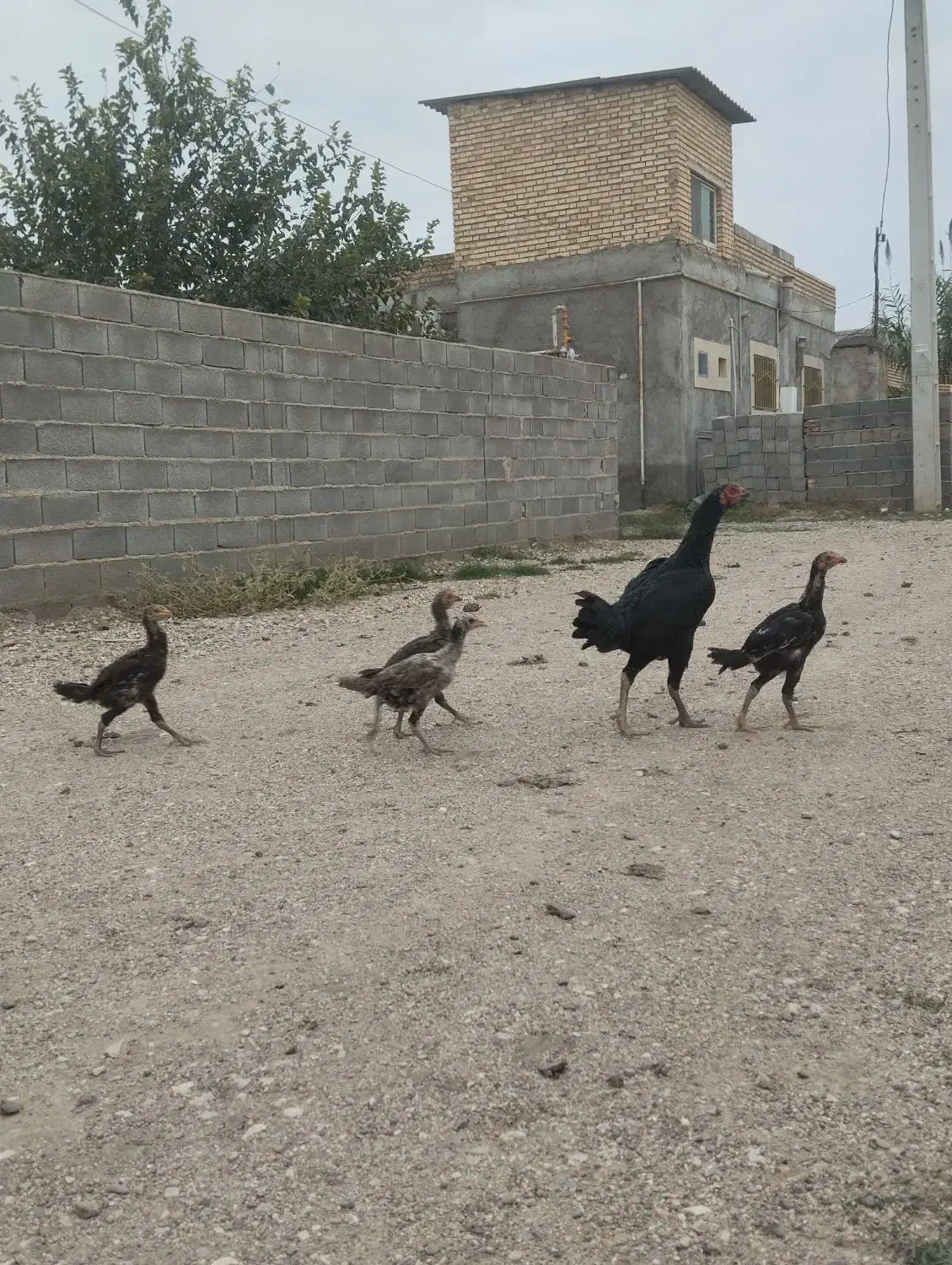 مرغ جوجه لاری|حیوانات مزرعه|تاتار علیا, |دیوار