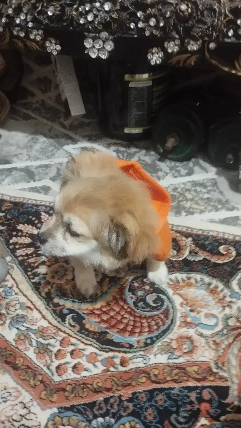 فوری|سگ|رباط‌کریم, نصیرشهر|دیوار