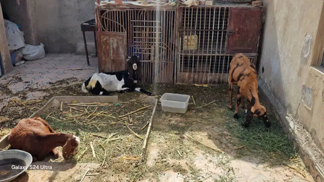 50ملیون هر سه تا|حیوانات مزرعه|سراوان, |دیوار