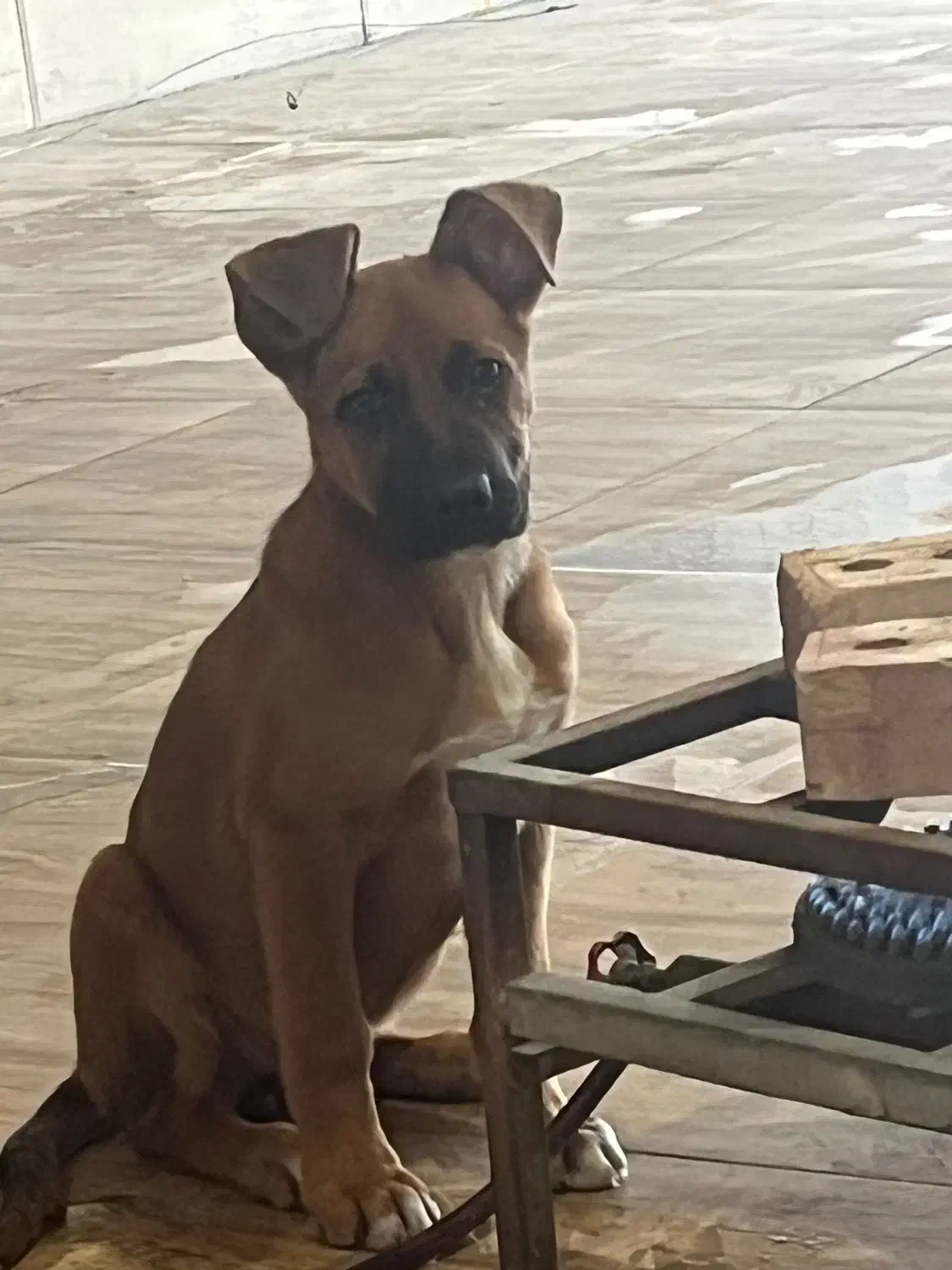 سگ پیت بول|سگ|ماکو, |دیوار