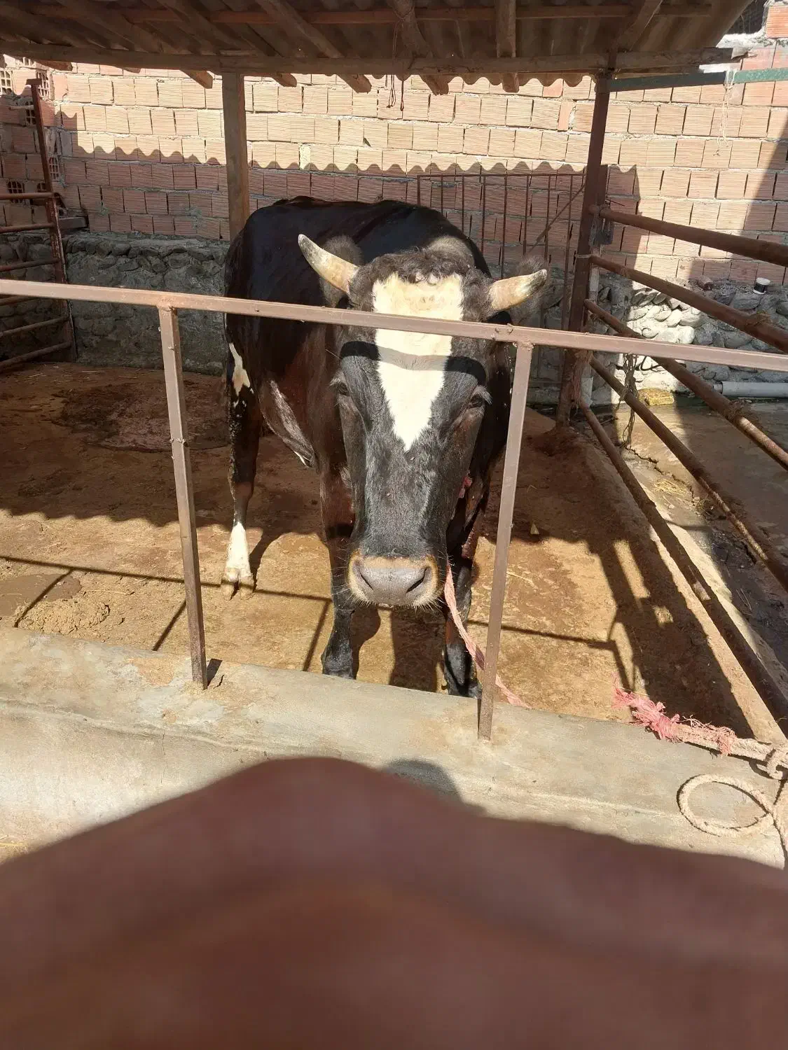 گاو آبستن|حیوانات مزرعه|نوکنده, |دیوار