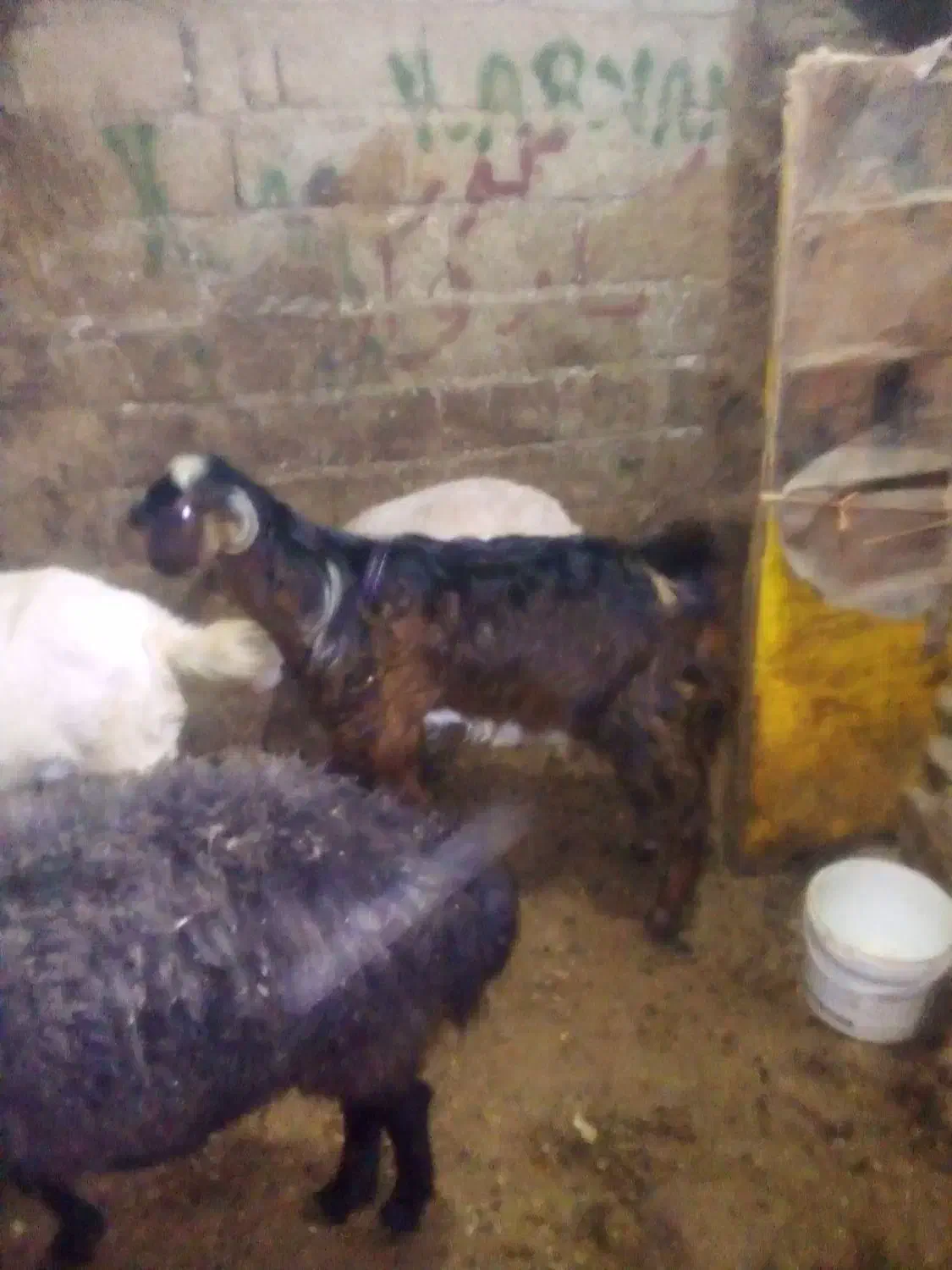 حچه نژادخارجی|حیوانات مزرعه|سروآباد, |دیوار