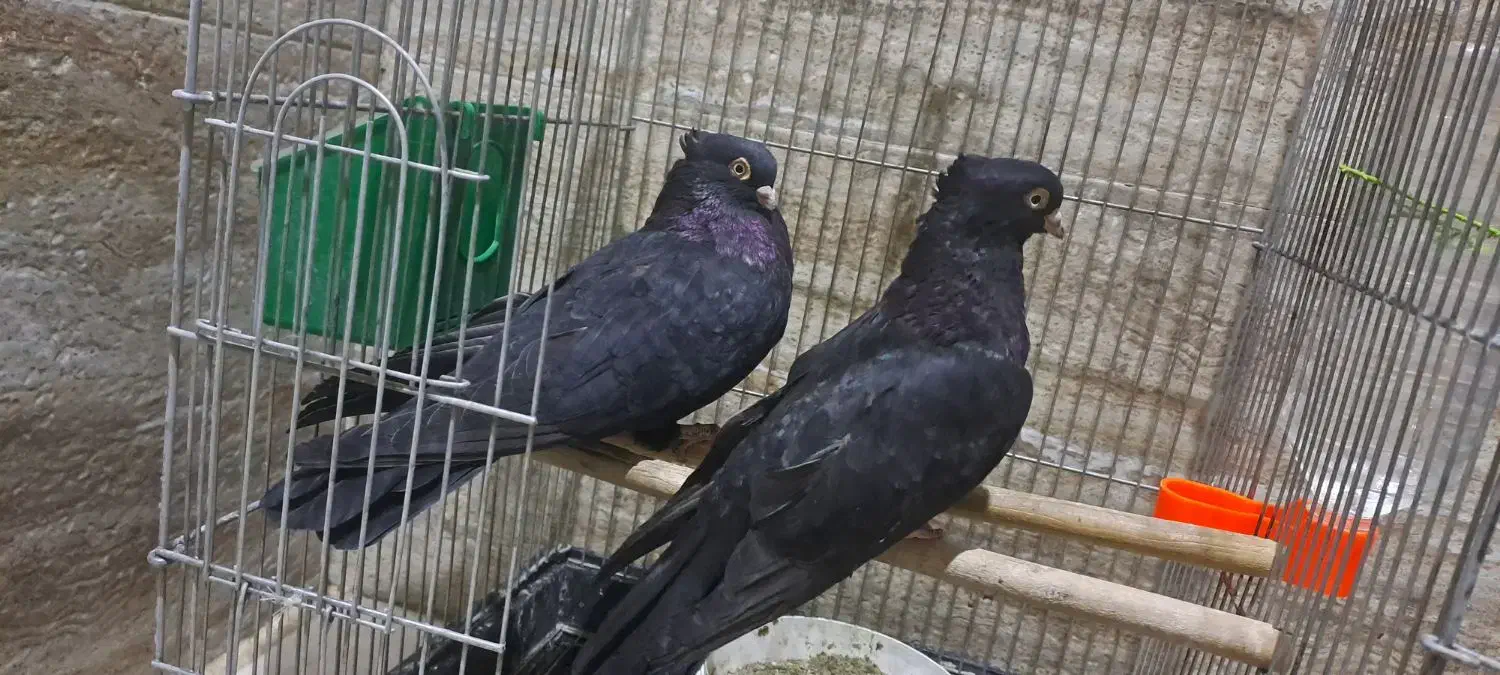 کبوتر زاغ صرب|پرنده|قدس, شهرک دانش|دیوار