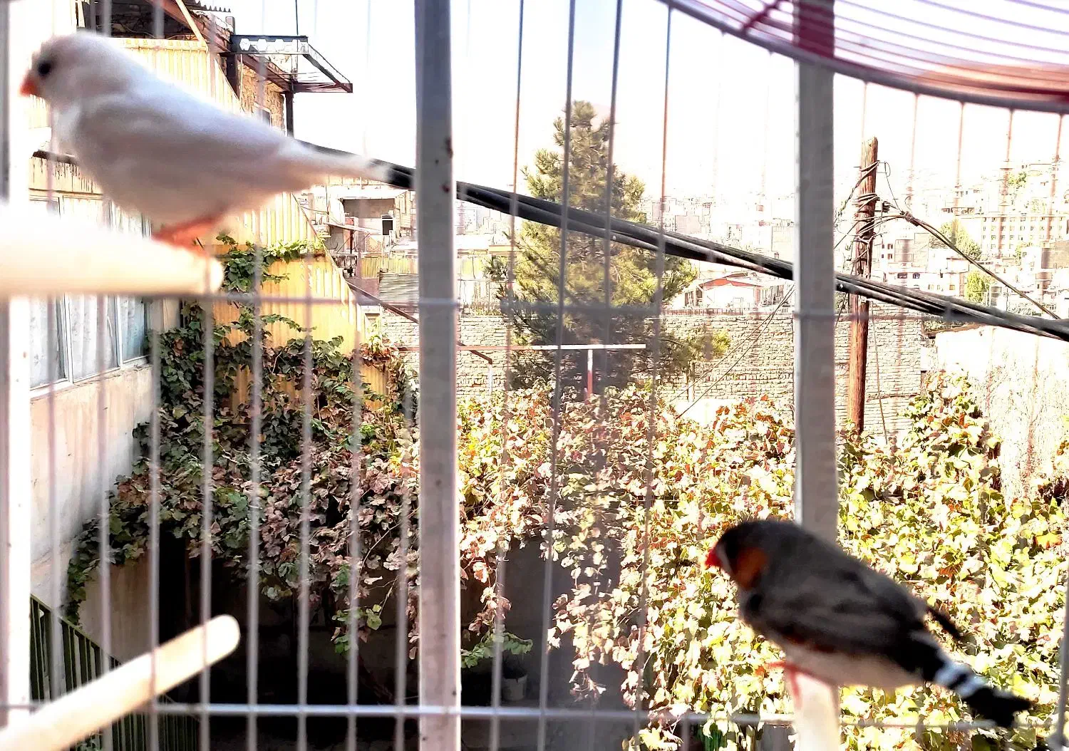 یک جفت فنچ راه راه یا فنچ زبرا Zebra Finch|پرنده|بومهن, |دیوار