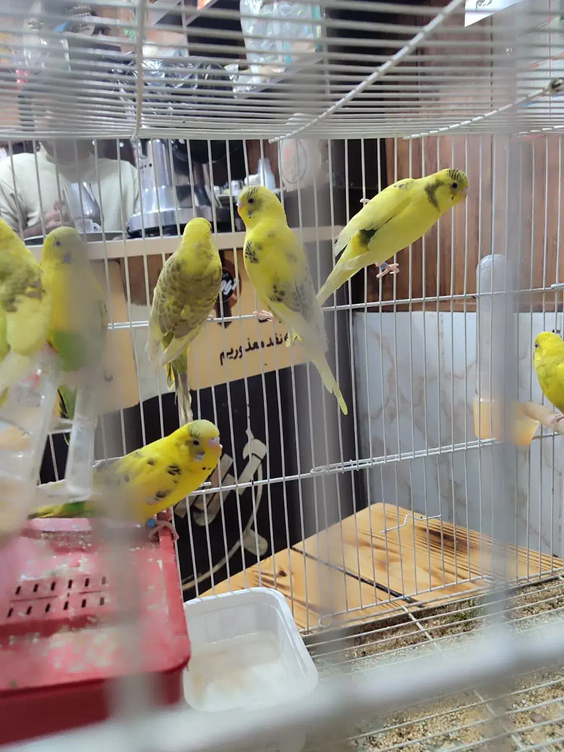 ۴ جفت مرغ عشق جوان نژاد دار|پرنده|داراب, |دیوار