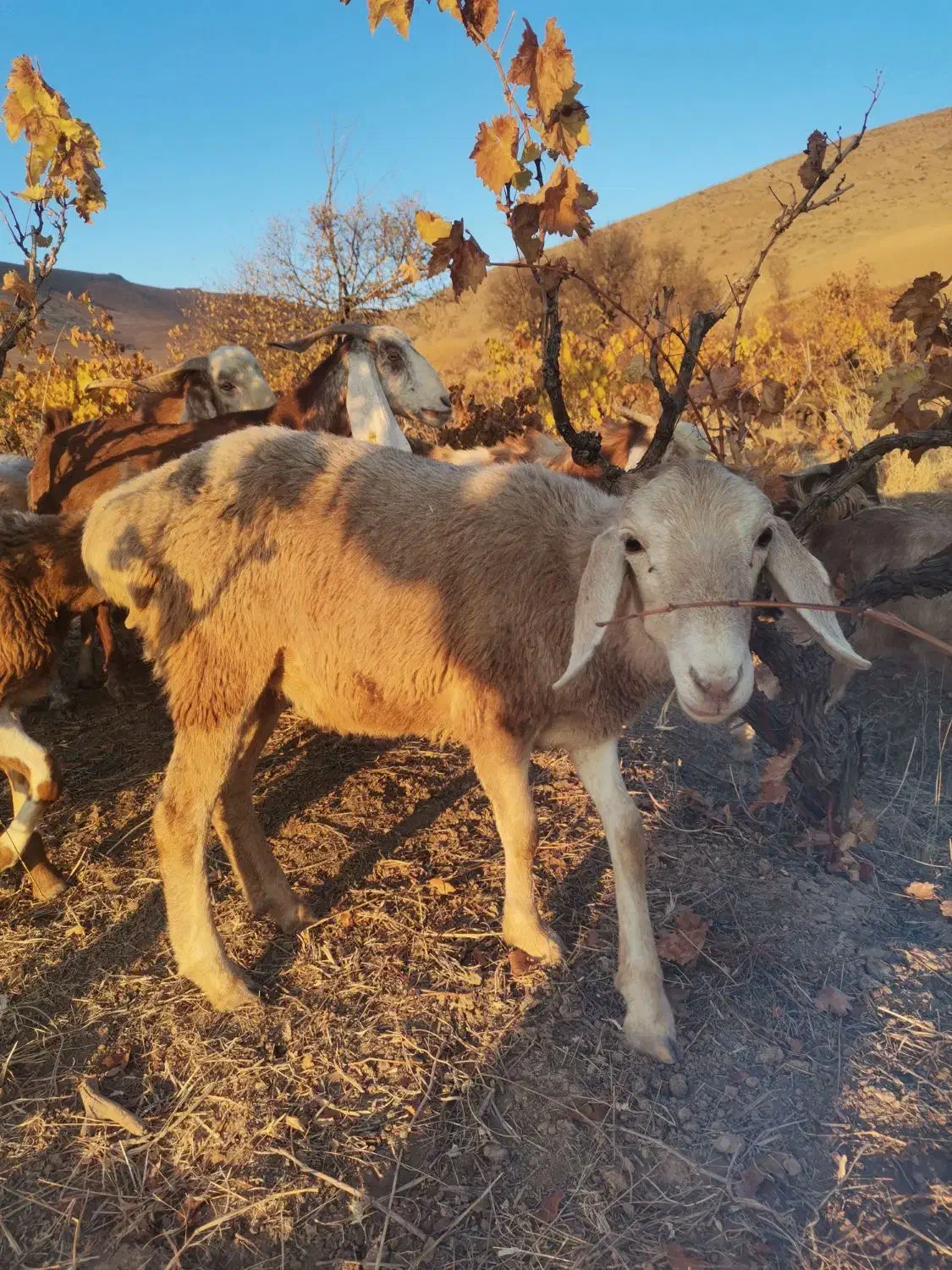 میش وبره چینی|حیوانات مزرعه|بیلوار, |دیوار