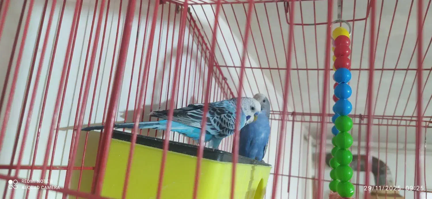 یک جفت مرغ عشق با قفس و وسایل|پرنده|کرمانشاه, |دیوار