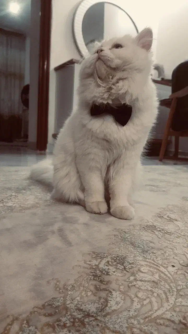 گربه|گربه|ملارد, |دیوار