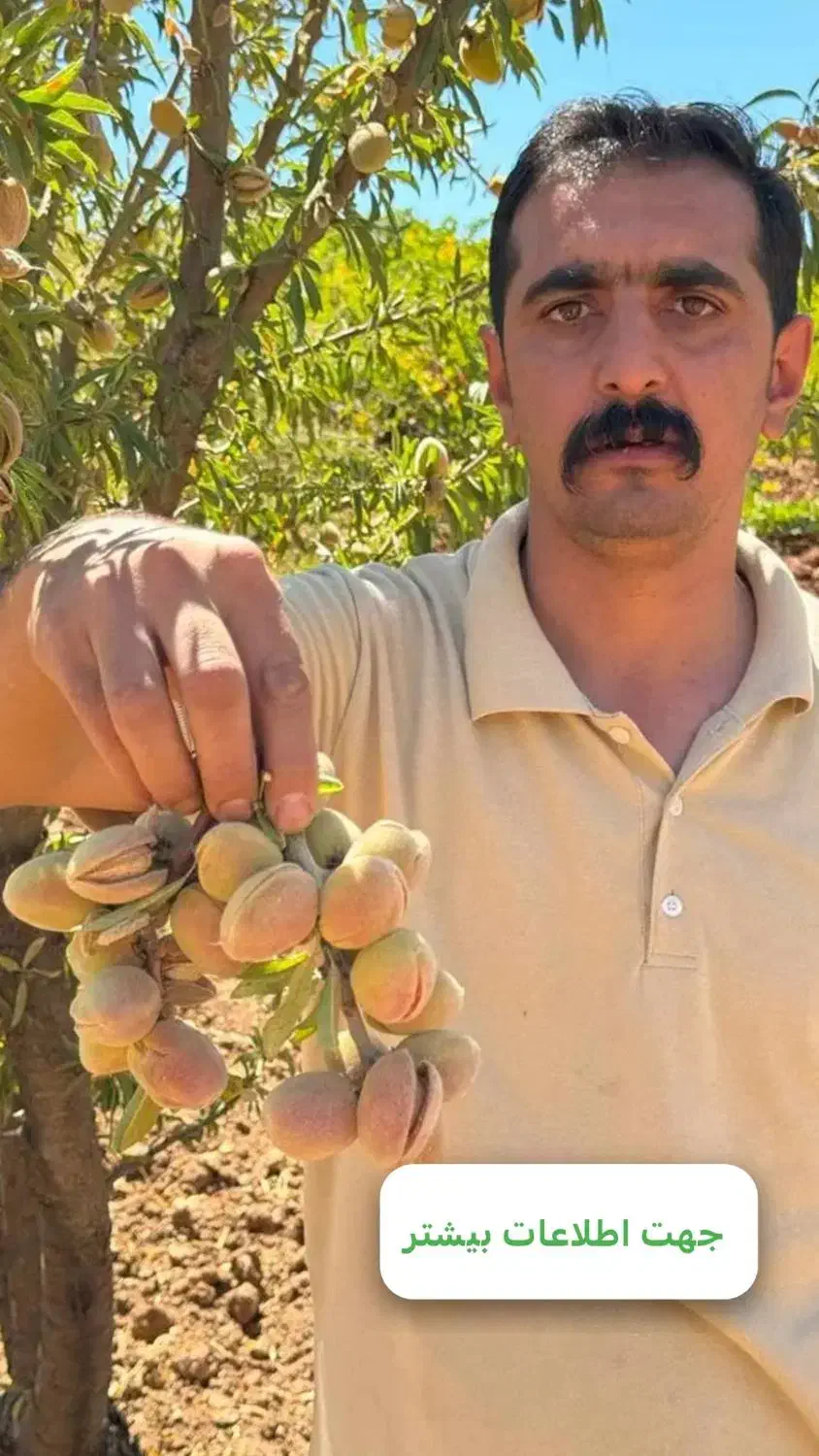 نهال بادام دیمی و آبی سالم نهال|خدمات باغبانی و درختکاری|ایلام, |دیوار