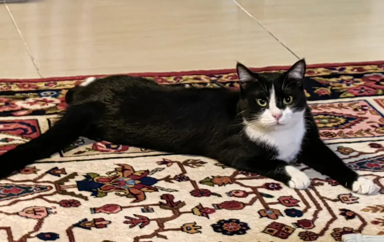 واگذاری گربه دختر عقیم شده تاکسیدو|گربه|شیراز, زرهی|دیوار