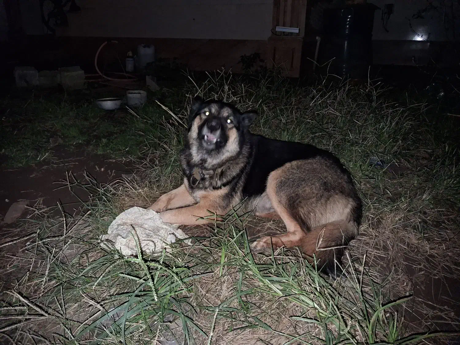 سگ ژرمن شپرد اصیل|سگ|چاف و چمخاله, |دیوار