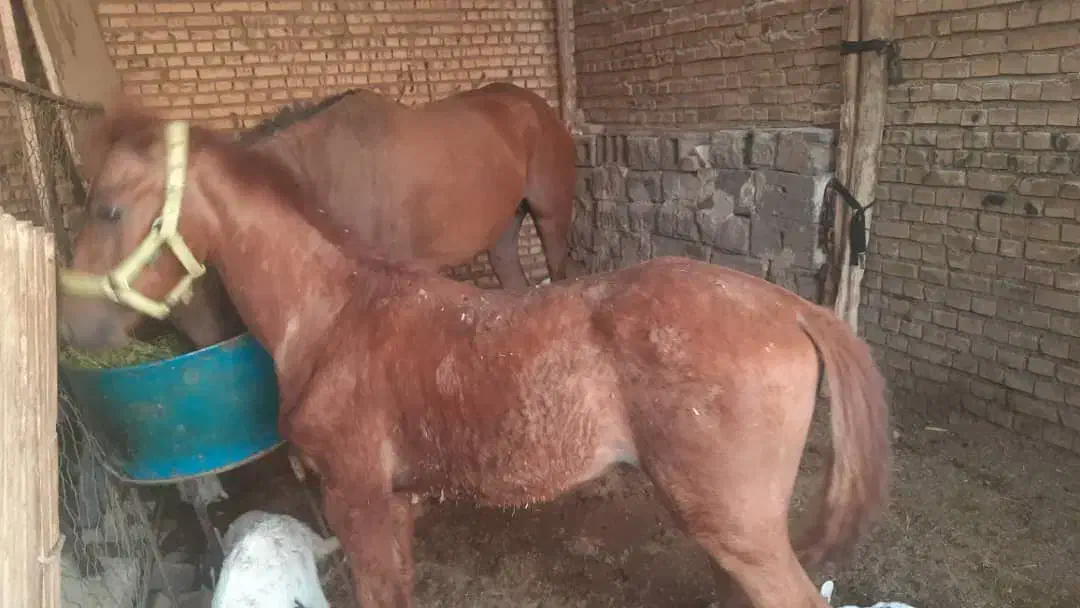 اسب درشوی|اسب و تجهیزات اسبسواری|اردل, |دیوار