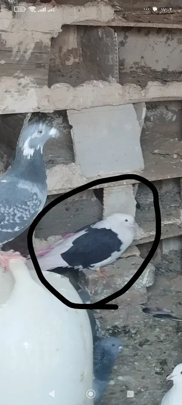 کبوتر پشتی|حیوانات|میاندوآب, |دیوار