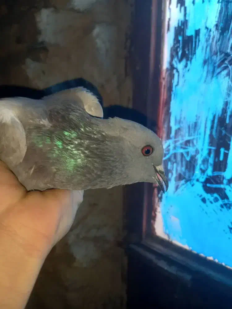 کفتر کوهی . کفتر چاهی|پرنده|نجفآباد, یزدانشهر|دیوار