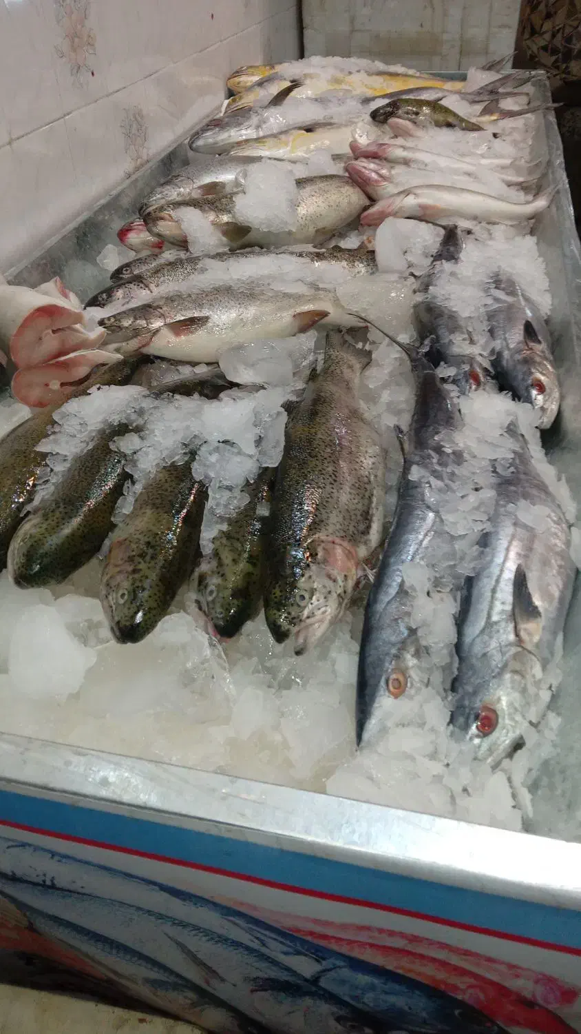 ماهی تازه سید روز شیلات ارس|خوردنی و آشامیدنی|اهر, |دیوار