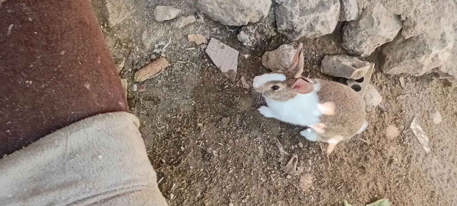 خرگوش|موش و خرگوش|ایذه, |دیوار