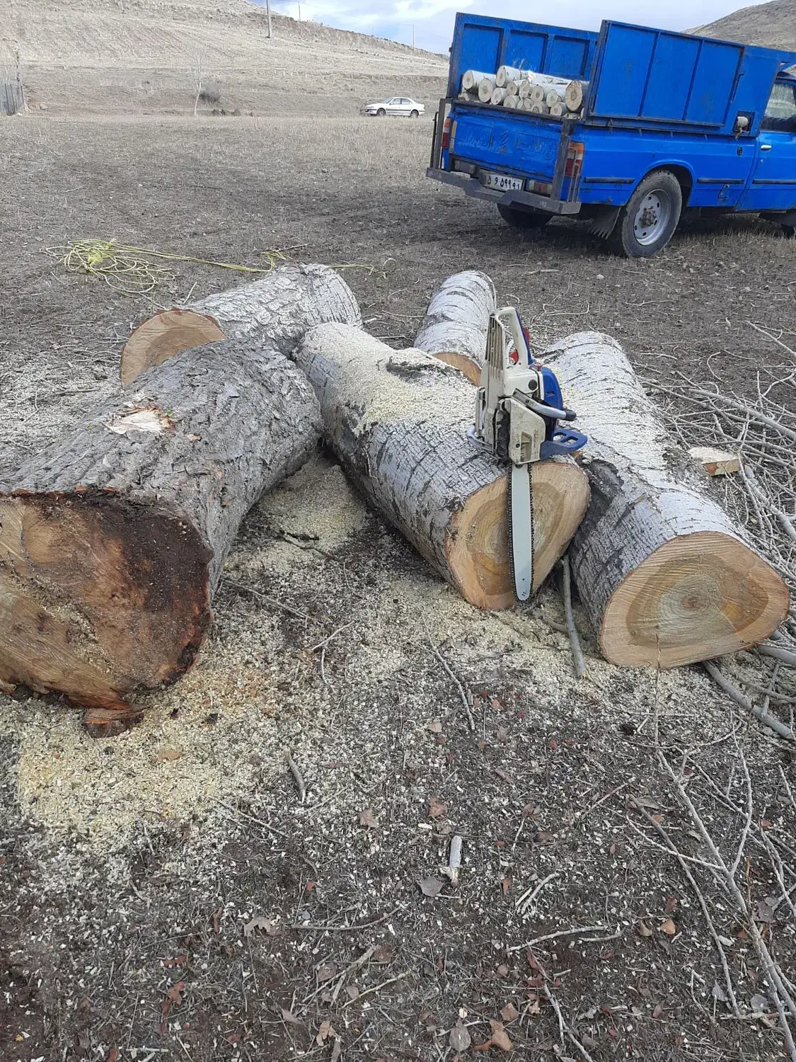 خرید چوب و درخت تر و خشک|خدمات باغبانی و درختکاری|کوثر, |دیوار