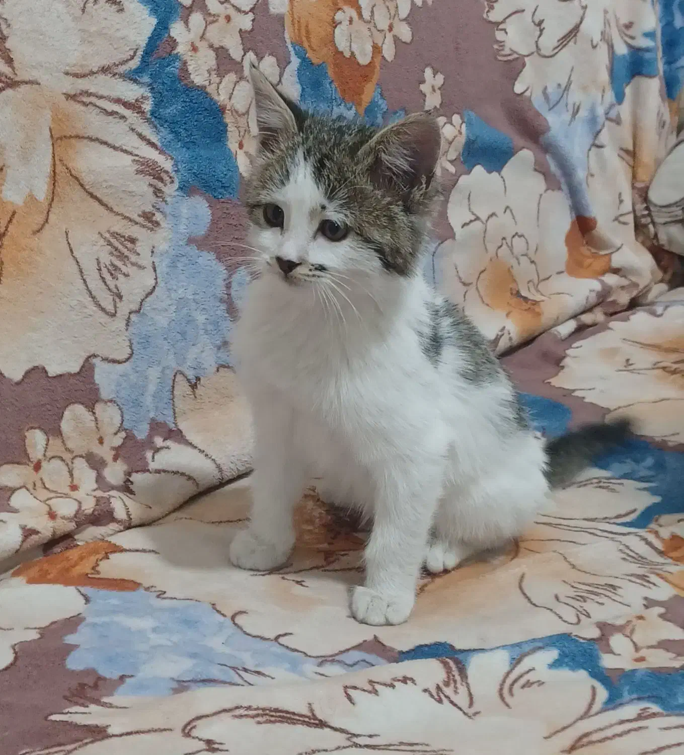 واگذاری رایگان بچه گربه شهرک گلستان|گربه|شیراز, غدیر جنوبی|دیوار