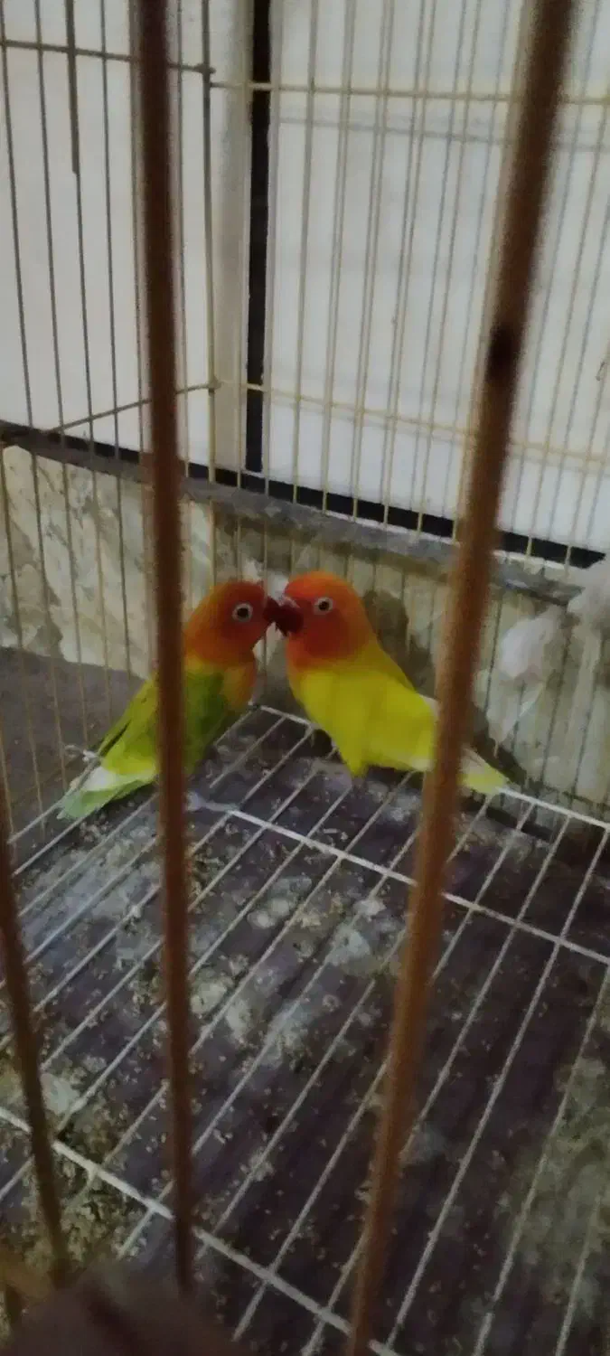 پرنده|پرنده|خان ببین, |دیوار