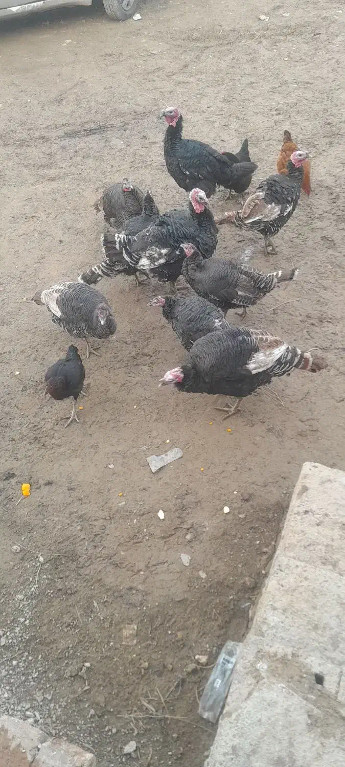 بوقلمون محلی ماده|حیوانات مزرعه|انزل, |دیوار