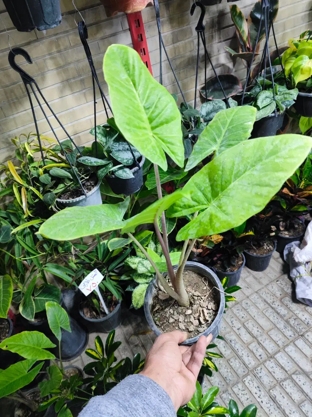 تخفیف با هدیه امروز فردا|گل و گیاه طبیعی|اصفهان, شاه پسند|دیوار