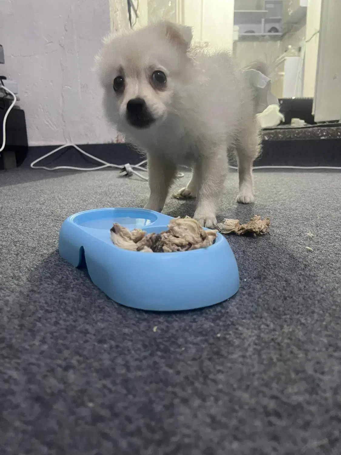 سگ بازیگوش|سگ|بندرعباس, |دیوار