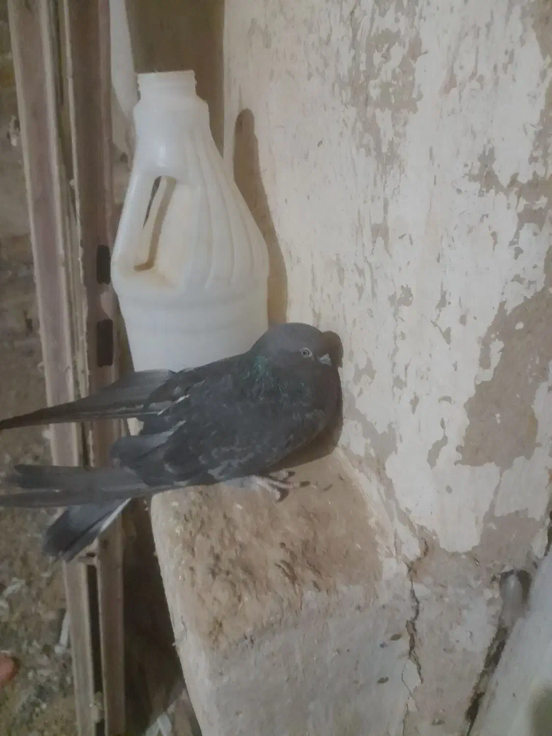 ۳۰۰۰۰۰۰|پرنده|کبودرآهنگ, |دیوار