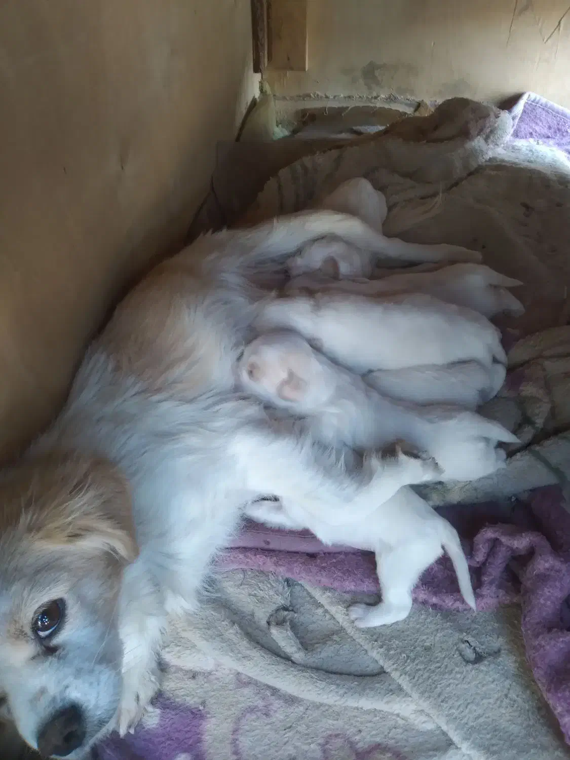 واگذاری توله سگ اشپیتز|سگ|داران, |دیوار